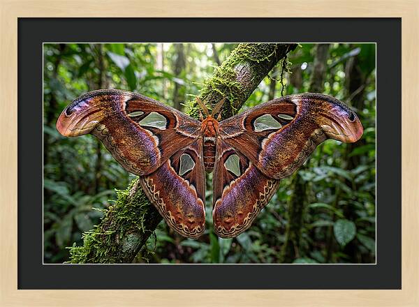 Atlas Moth Displaying Majestic Wingspan