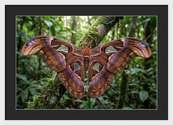 Atlas Moth Displaying Majestic Wingspan