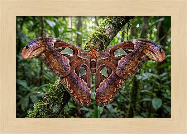 Atlas Moth Displaying Majestic Wingspan