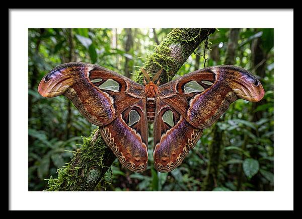 Atlas Moth Displaying Majestic Wingspan