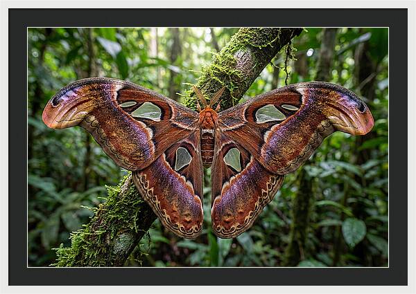 Atlas Moth Displaying Majestic Wingspan