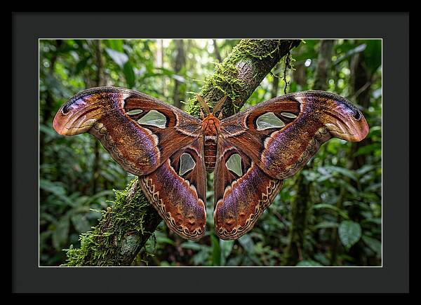 Atlas Moth Displaying Majestic Wingspan