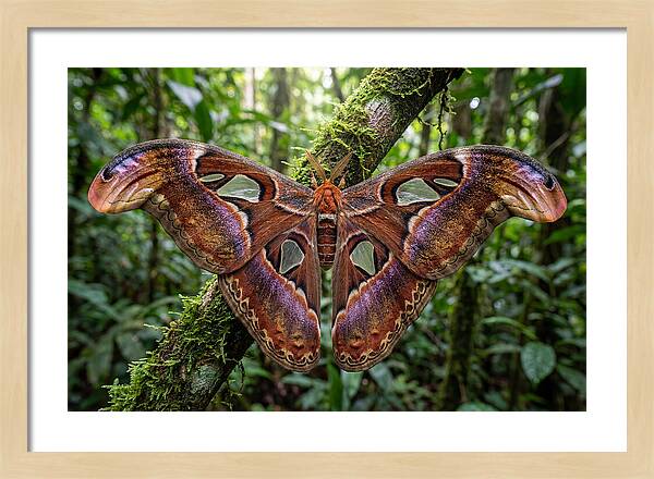 Atlas Moth Displaying Majestic Wingspan