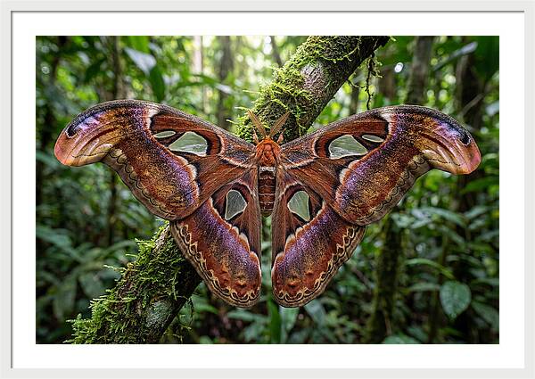 Atlas Moth Displaying Majestic Wingspan