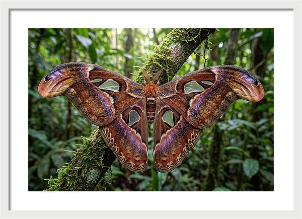 Atlas Moth Displaying Majestic Wingspan