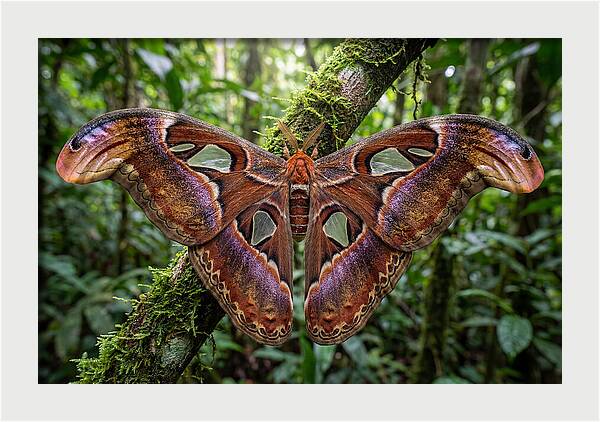 Atlas Moth Displaying Majestic Wingspan