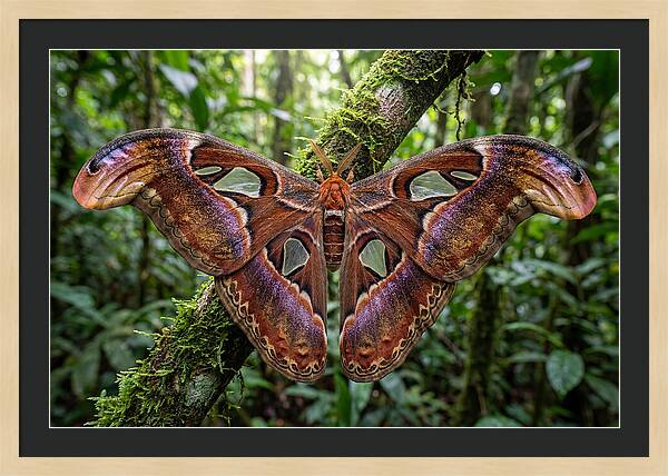 Atlas Moth Displaying Majestic Wingspan