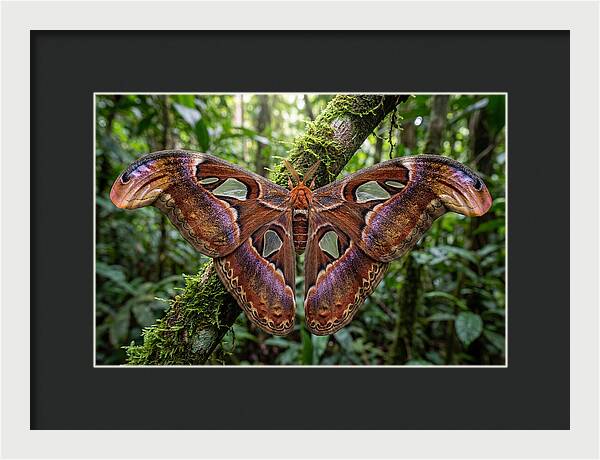 Atlas Moth Displaying Majestic Wingspan