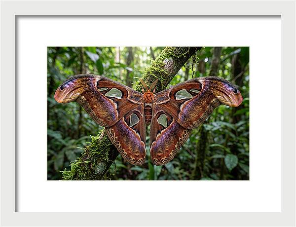 Atlas Moth Displaying Majestic Wingspan