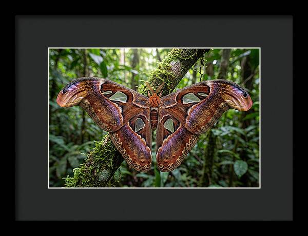 Atlas Moth Displaying Majestic Wingspan