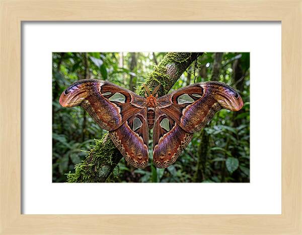Atlas Moth Displaying Majestic Wingspan