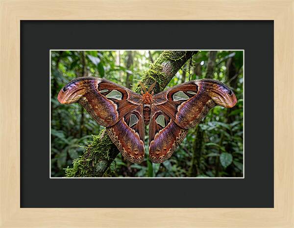 Atlas Moth Displaying Majestic Wingspan