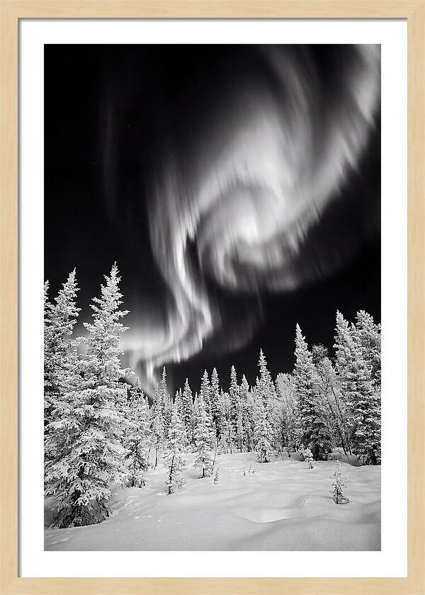 Aurora Borealis Over Alaskan Taiga