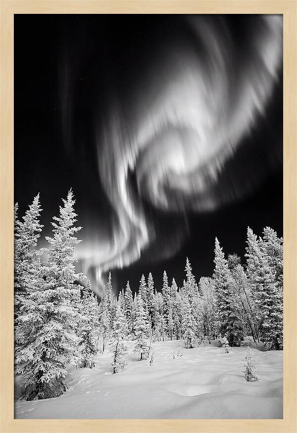 Aurora Borealis Over Alaskan Taiga