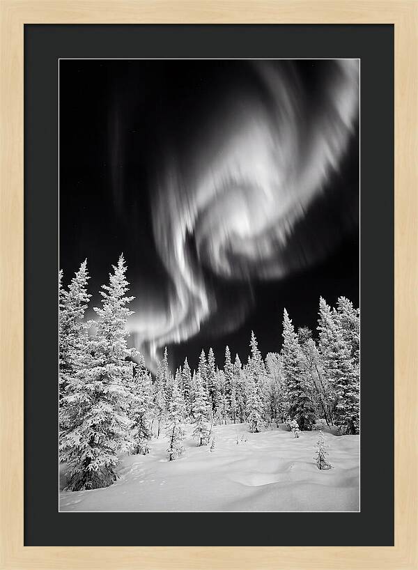Aurora Borealis Over Alaskan Taiga