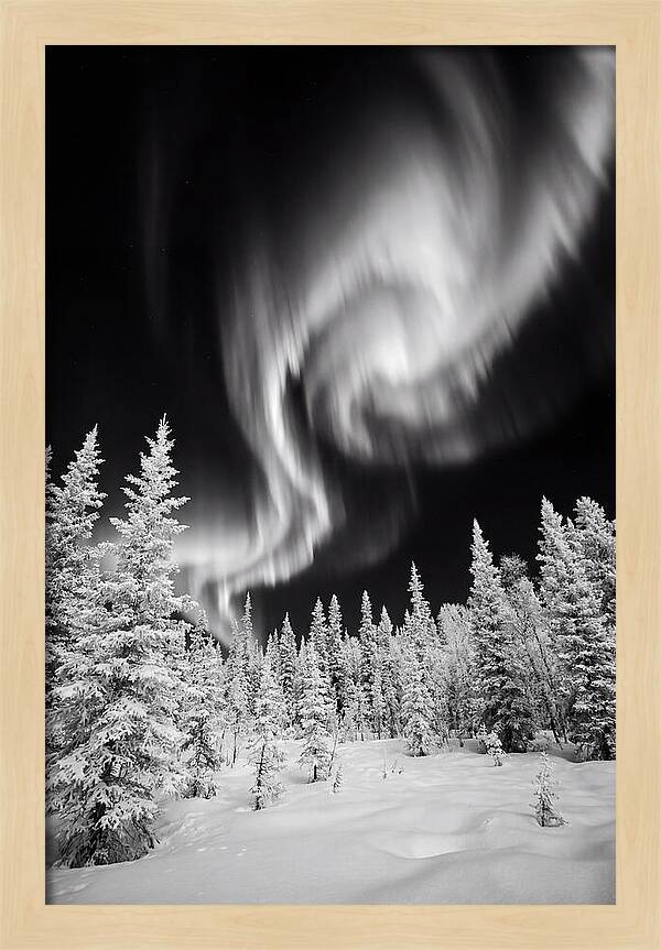 Aurora Borealis Over Alaskan Taiga