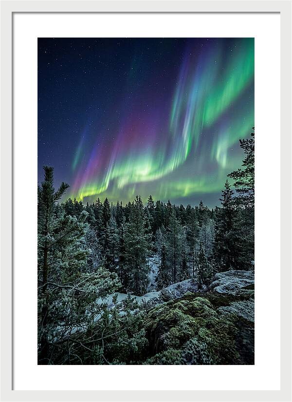 Aurora Over Finnish Forest