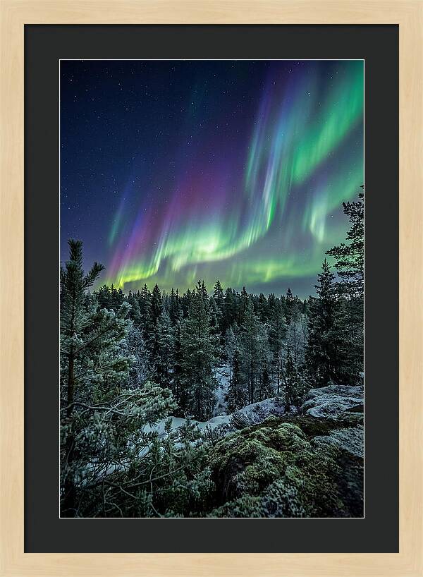 Aurora Over Finnish Forest