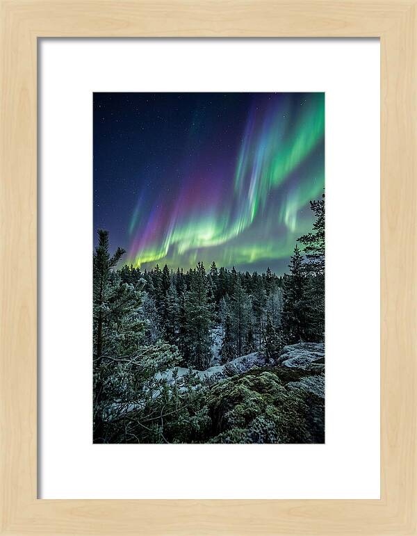 Aurora Over Finnish Forest