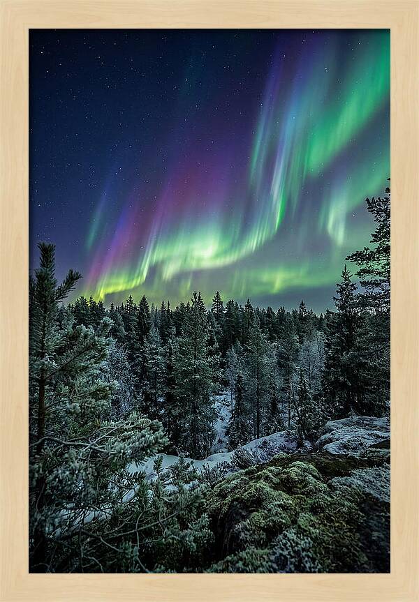 Aurora Over Finnish Forest