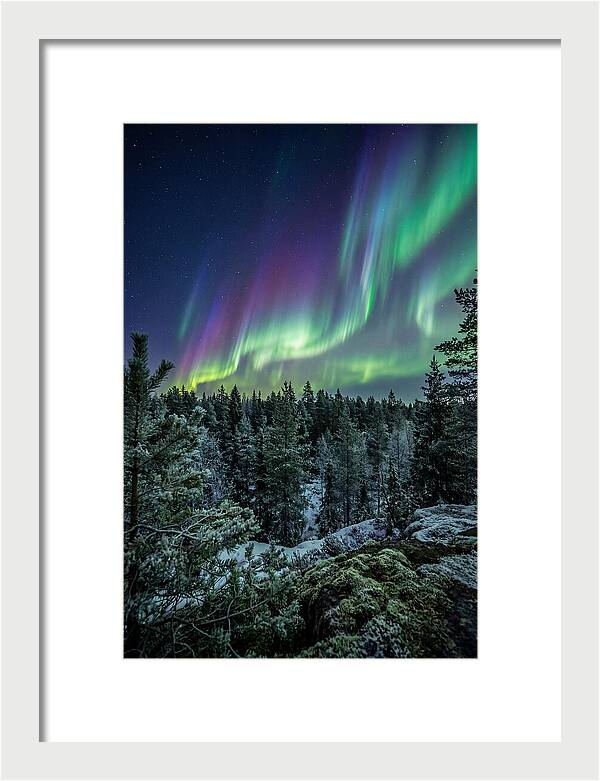 Aurora Over Finnish Forest