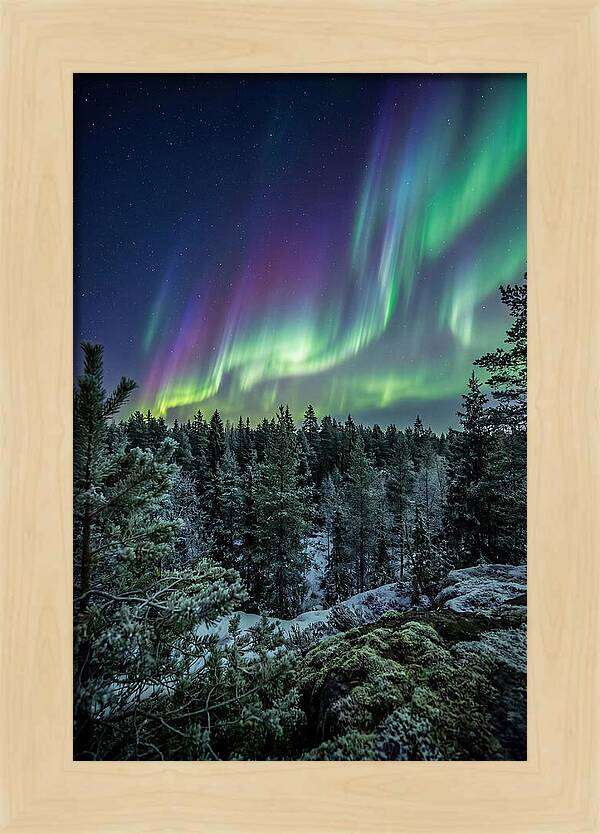 Aurora Over Finnish Forest