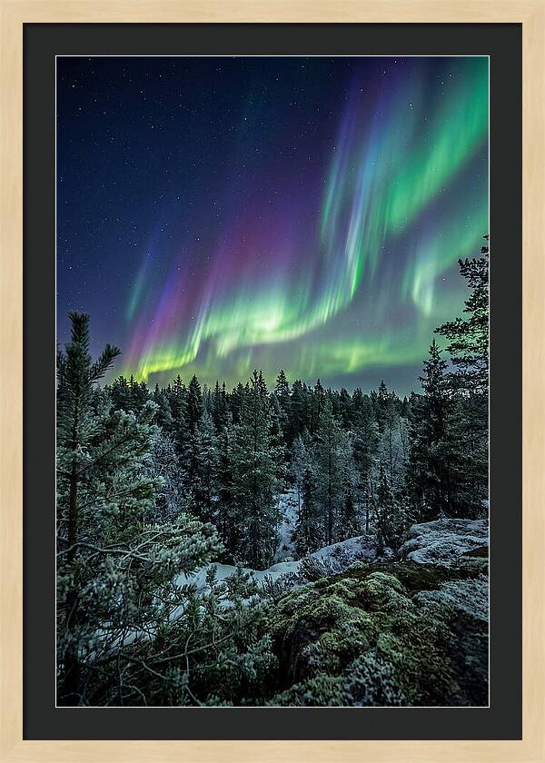 Aurora Over Finnish Forest