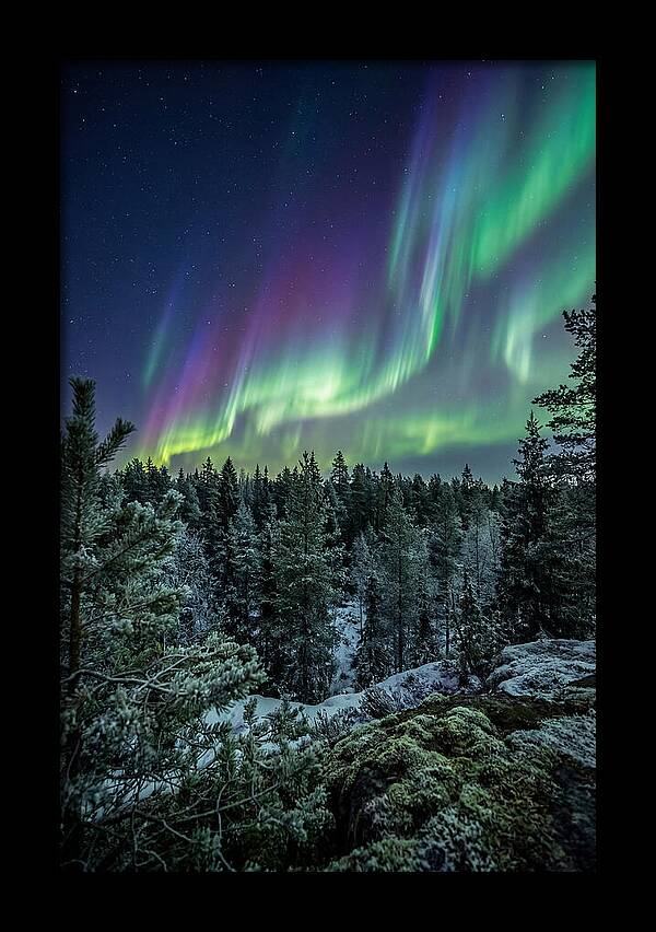 Aurora Over Finnish Forest