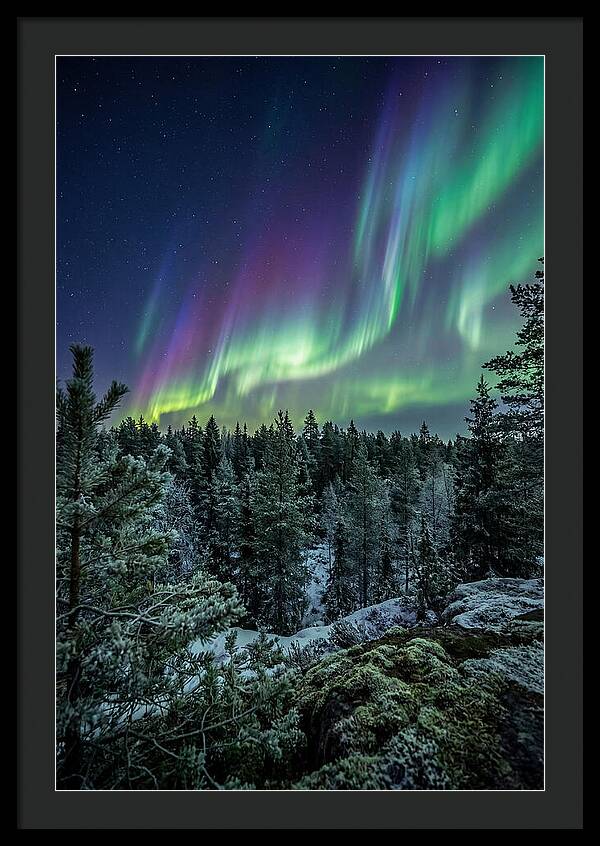 Aurora Over Finnish Forest