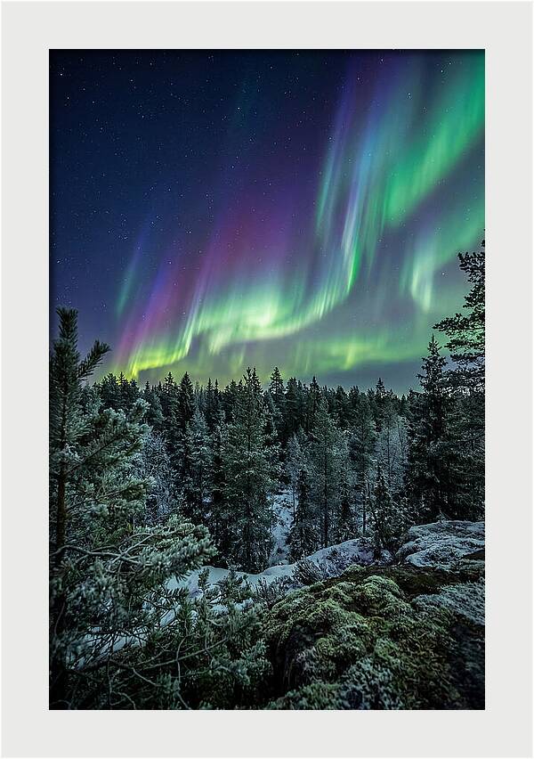 Aurora Over Finnish Forest