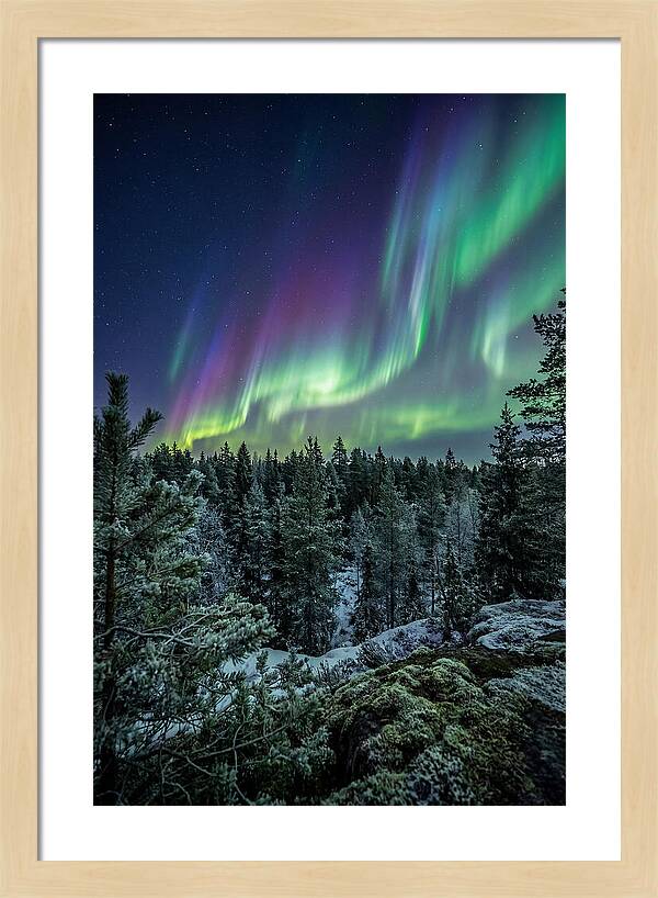 Aurora Over Finnish Forest