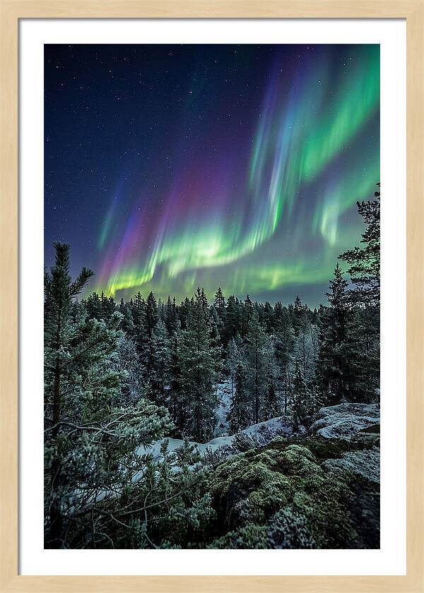 Aurora Over Finnish Forest