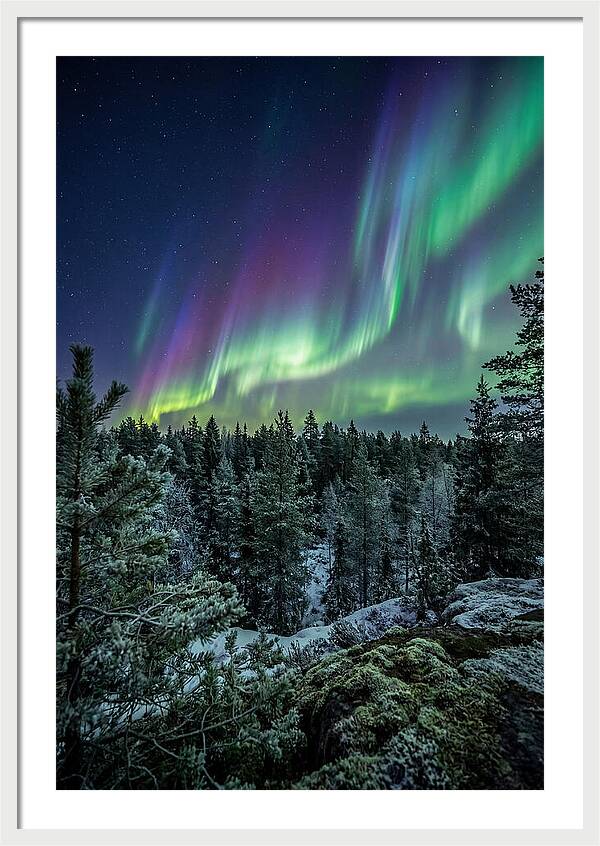 Aurora Over Finnish Forest