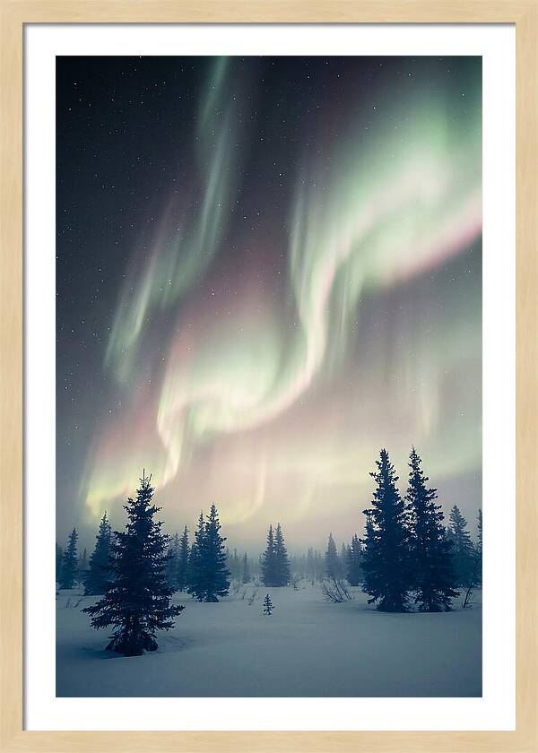 Auroras Above Alaskan Landscape