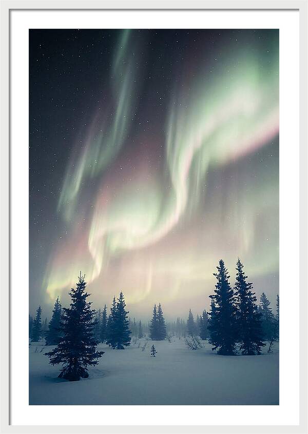 Auroras Above Alaskan Landscape