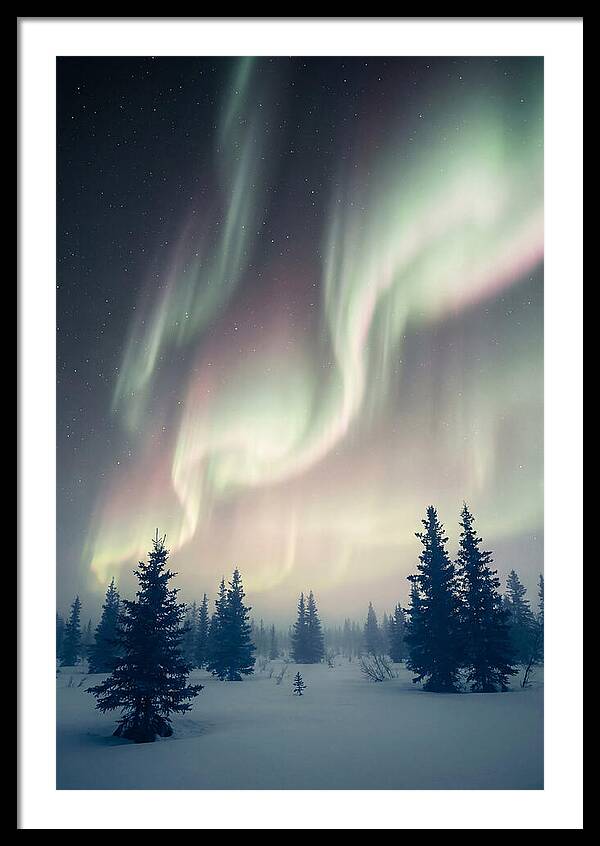 Auroras Above Alaskan Landscape