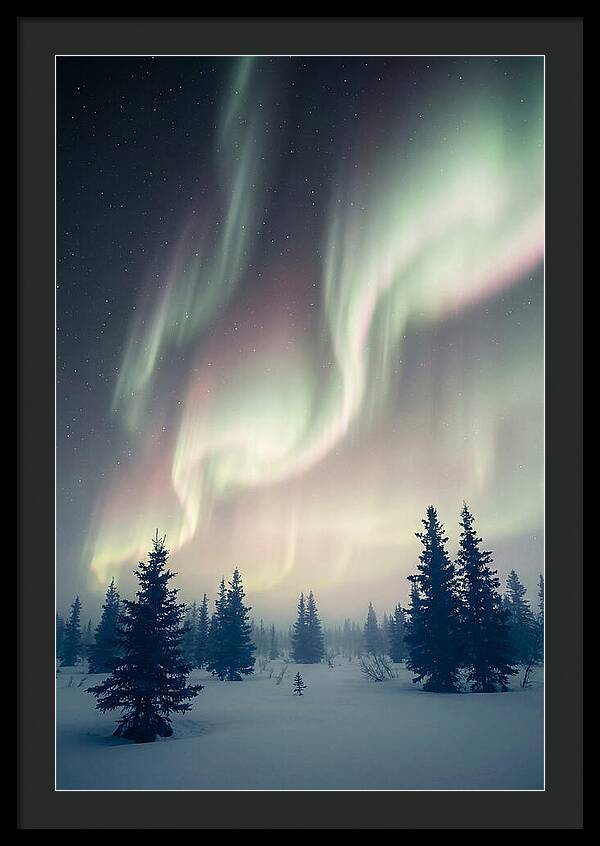 Auroras Above Alaskan Landscape