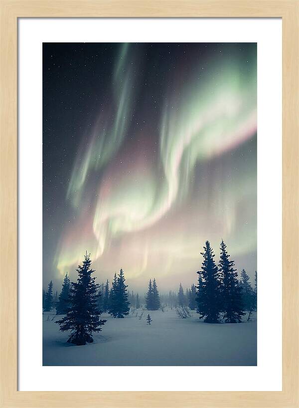 Auroras Above Alaskan Landscape