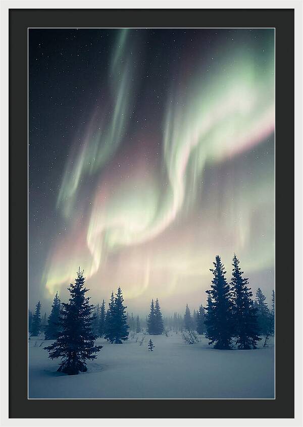 Auroras Above Alaskan Landscape