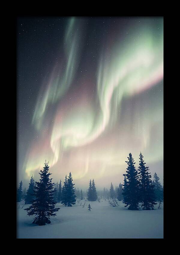 Auroras Above Alaskan Landscape