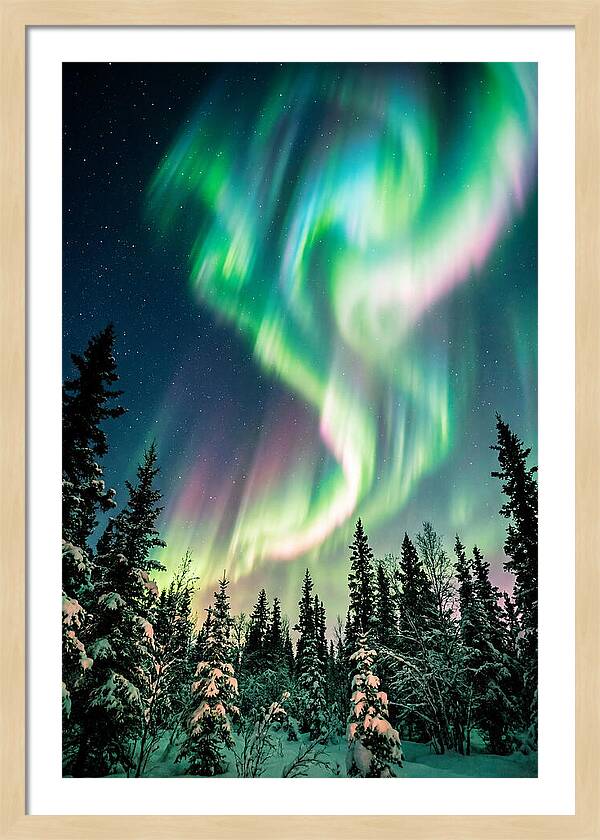 Auroras Over Alaskan Landscape