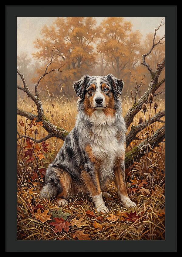 Australian Shepherd In Autumn Splendor