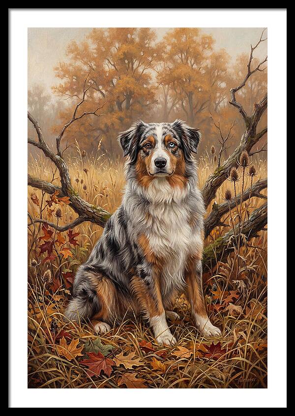 Australian Shepherd In Autumn Splendor