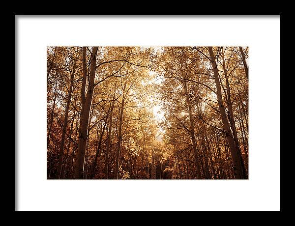 Autumn Aspen Grove