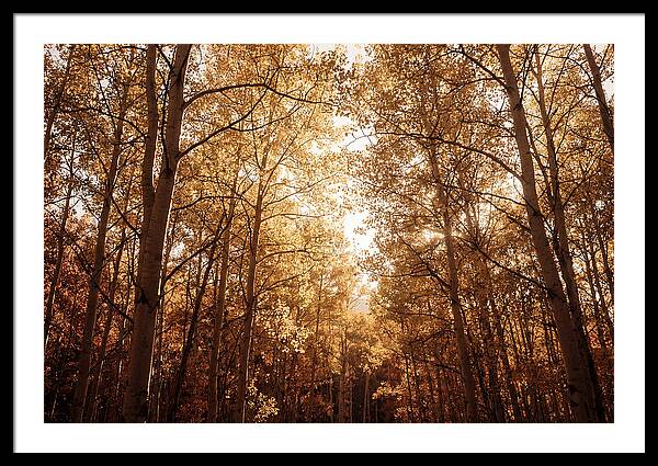 Autumn Aspen Grove