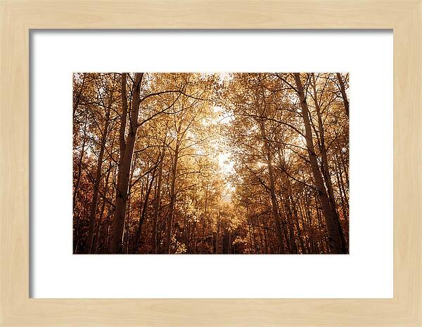 Autumn Aspen Grove