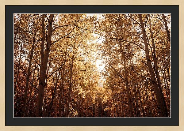 Autumn Aspen Grove
