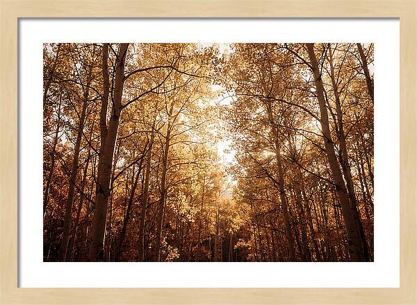 Autumn Aspen Grove