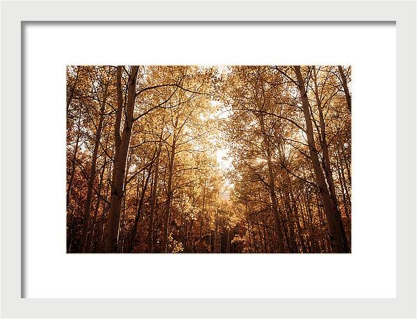 Autumn Aspen Grove