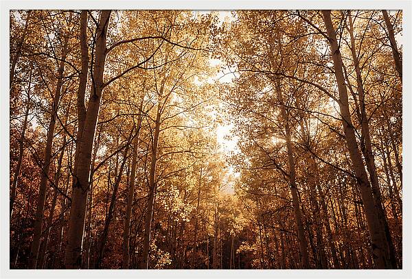 Autumn Aspen Grove